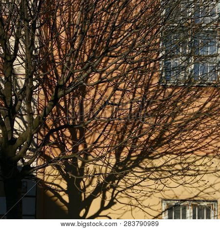 Detail Of A Yellow House With Branches