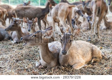 Rusa Deer In Agriculture Livestock Farm And Zoo.