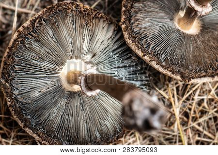 Poison Toxic Mushrooms Dried.
