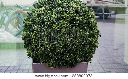 Big Evergreen Tree Buxus Sempervirens Common Box, European Box, Or Boxwood In Pot Near House