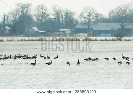 Geese On The Field