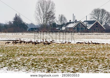 Group Of Greylag Geese Grazing On Snowy Winter Farmland