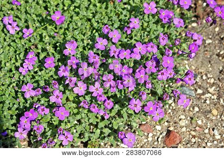 Aubrieta Deltoidea Beautiful Flowers In The Spring