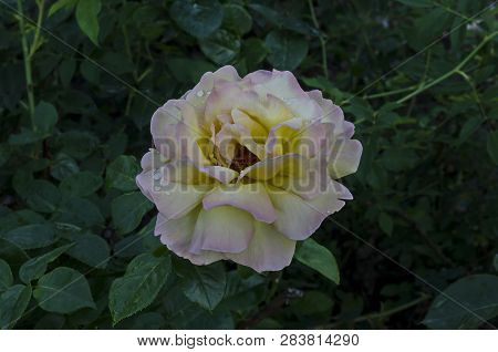 Photo Of Twig Fresh Mix Pink And Yellow Rose Bloom Flower For Greeting In The Natural Park Zaimov, D