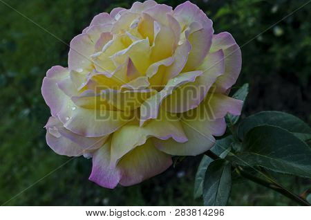 Photo Of Twig Fresh Mix Pink And Yellow Rose Bloom Flower For Greeting In The Natural Park Zaimov, D