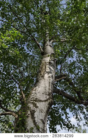 Fresh Springtime  Birch Or Betula Alba Tree With Beauty Trunk, Bark And Leaves  In Popular Zaimov Pa