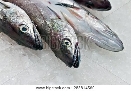 Raw Fish. Seafood Espada Fish Market Mercat De La Boqueria, Fresh Fish Black Scabbard In Crushed Pil