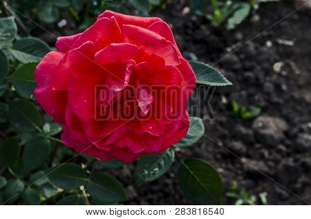 Photo Of Red Rose Bush In Bloom Flower For Greeting At Natural  Park Zaimov, District Oborishte, Sof
