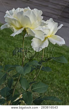 Photo Of White Rose Bush In Bloom Flower For Greeting At Natural  Park Zaimov, District Oborishte, S