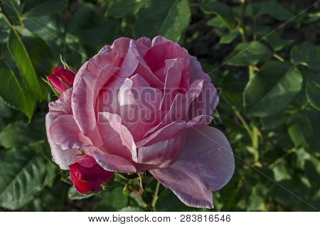 Photo Of Pink Rose Bush In Bloom Flower And Bud For Greeting At Natural Park Zaimov, District Oboris