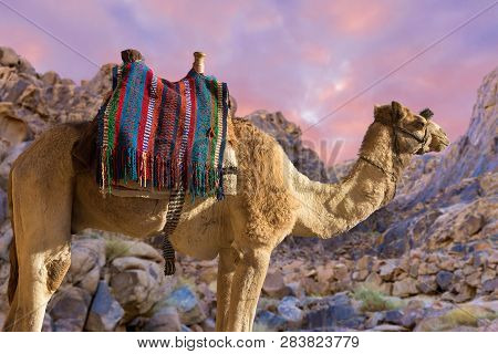 Silhouette Dromedar Camel On The Background Of The Mountain Of St. Moses, Egypt, Sinai