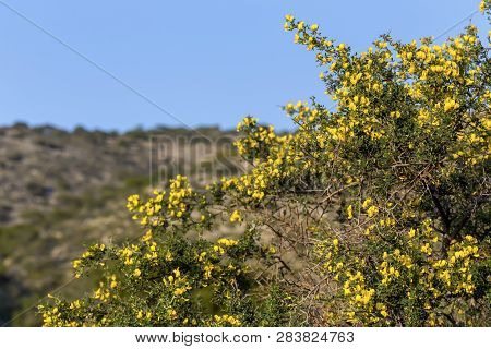 Yellow, Beautiful, Bright, Small Bush (calicotome Villosa) Grows And Flowering In The Mountains On A