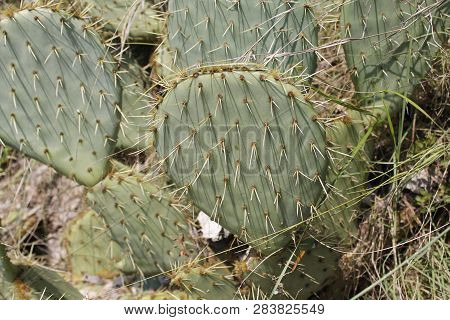 Fruits Of Opuntia Ficus-indica A Species Of Cactus Big Plant Of Opuntia Ficus-indica.