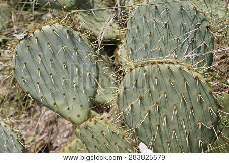 Fruits Of Opuntia Ficus-indica A Species Of Cactus Big Plant Of Opuntia Ficus-indica.