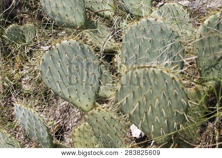 Fruits Of Opuntia Ficus-indica A Species Of Cactus Big Plant Of Opuntia Ficus-indica.