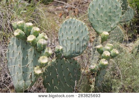 Fruits Of Opuntia Ficus-indica A Species Of Cactus Big Plant Of Opuntia Ficus-indica.