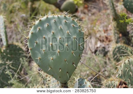Fruits Of Opuntia Ficus-indica A Species Of Cactus Big Plant Of Opuntia Ficus-indica.