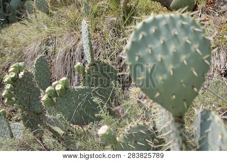 Fruits Of Opuntia Ficus-indica A Species Of Cactus Big Plant Of Opuntia Ficus-indica.