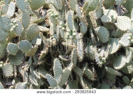 Fruits Of Opuntia Ficus-indica A Species Of Cactus Big Plant Of Opuntia Ficus-indica.