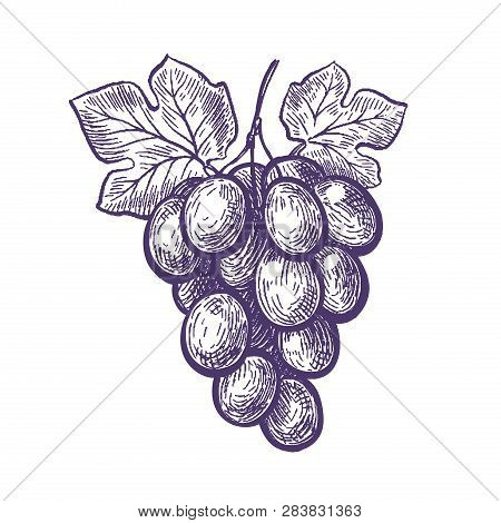Hand Drawn Bunch Of Grapes. Fruit, Vineyard, Wine Sketch. Vintage Vector Illustration