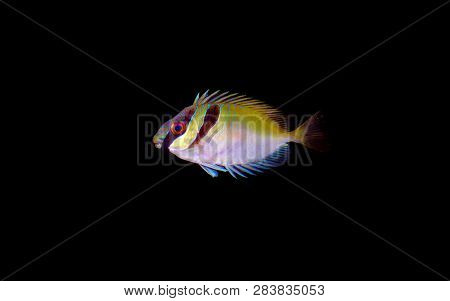 Two Barred Rabbit Fish - (siganus Virgatus)