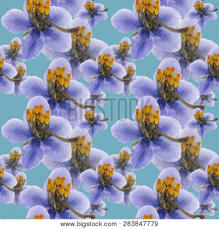 Pyrola . Texture Of Flowers. Seamless Pattern For Continuous Replicate. Floral Background, Photo Col