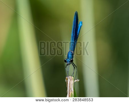 A Male Beautiful Demoiselle Damselfly (calopteryx Virgo) Resting On A Leaf