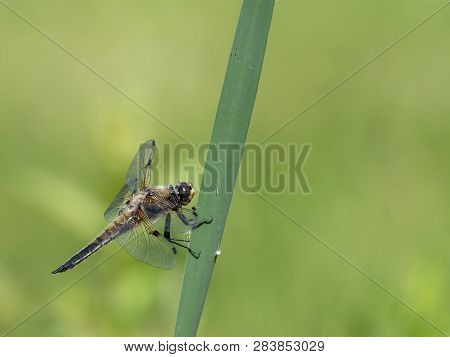 Four Spotted Chaser (libellula Quadrimaculata) Sitting On A Rod In Broad Sunlight, Green Background