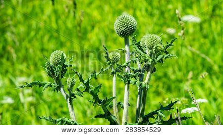 Flower Buds Of Great Globe-thistle Or Echinops Sphaerocephalus In Weed Close-up, Selective Focus, Sh