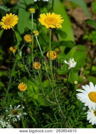 Oxeye Chamomile, Golden Marguerite Or Cota Tinctoria Flower Macro With Bokeh Background, Selective F
