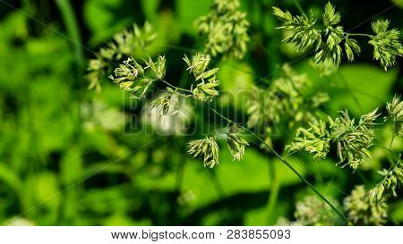 Flowers On Cocks-foot Or Cat Grass, Dactylis Glomerata, Closeup With Green Bokeh Background, Selecti