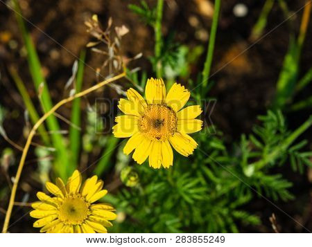 Oxeye Chamomile, Golden Marguerite Or Cota Tinctoria Flower Macro With Bokeh Background, Selective F