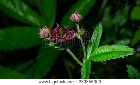 Flower Of Purple Marshlocks Or Swamp Cinquefoil, Comarum Palustre Macro, Selective Focus, Shallow Do