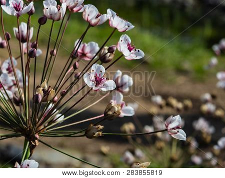 Flowers Flowering Rush Or Butomus Umbellatus At Pond Macro, Selective Focus, Shallow Dof