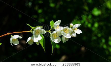 White Flowers On Mock-orange Shrub With Bokeh Background, Macro, Selective Focus, Shallow Dof