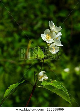 White Flowers On Mock-orange Shrub With Bokeh Background, Macro, Selective Focus, Shallow Dof
