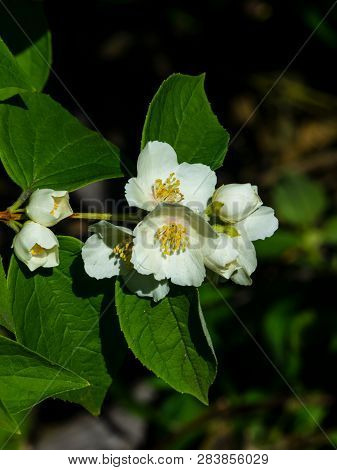 White Flowers On Mock-orange Shrub With Bokeh Background, Macro, Selective Focus, Shallow Dof