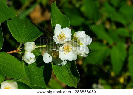 White Flowers On Mock-orange Shrub With Bokeh Background, Macro, Selective Focus, Shallow Dof