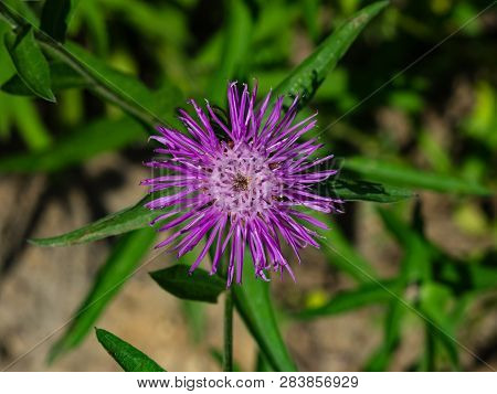 Flower Of Brown Knapweed Or Centaurea Jacea Macro, Selective Focus, Shallow Dof