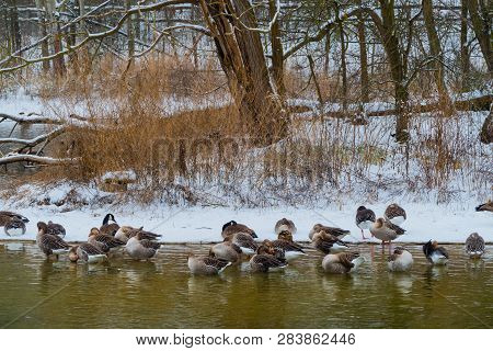 Wild Goose Lake Pond Nature Winter Snow