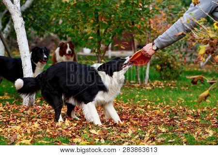 Three Dogs Of Breed Border Collie Playing In Frisby On The Garden