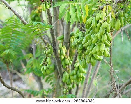 Green Fruit Bilimbi Bilimbing Cucumber Tree Sour