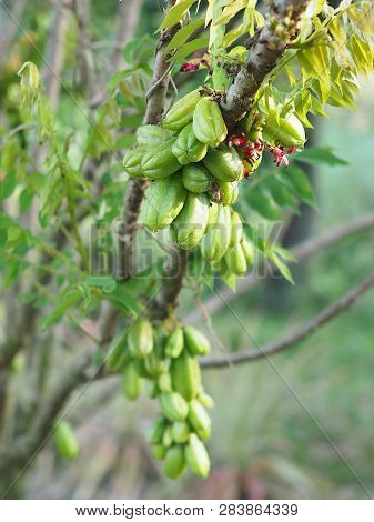 Green Fruit Bilimbi Bilimbing Cucumber Tree Sour