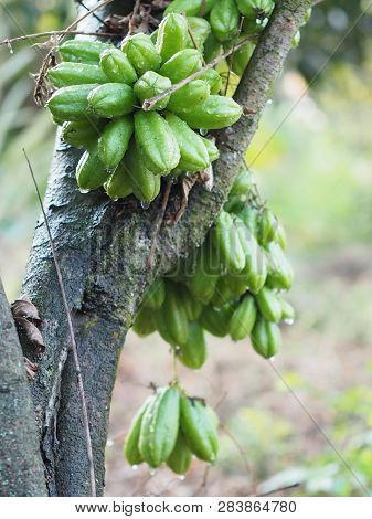 Green Fruit Bilimbi Bilimbing Cucumber Tree Sour