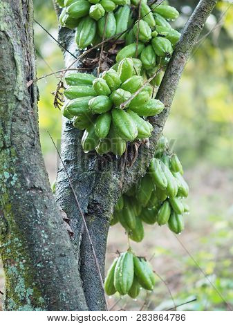 Green Fruit Bilimbi Bilimbing Cucumber Tree Sour