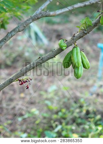 Green Fruit Bilimbi Bilimbing Cucumber Tree Sour