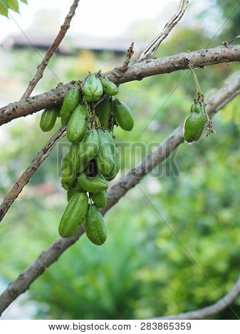 Green Fruit Bilimbi Bilimbing Cucumber Tree Sour