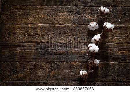 Cotton Branch On The Brown Wooden Board Background With Copy Space.