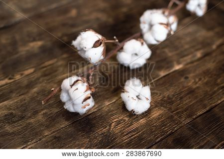 Cotton Branch On The Brown Wooden Board Background.