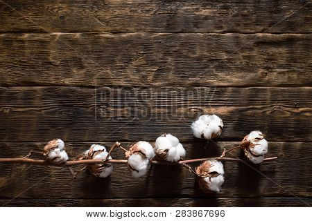 Cotton Branch On The Brown Wooden Board Background With Copy Space.